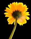 StillLife-DaisysBackside.jpg