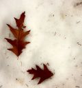 WeatherClimate-WinterLeaves.jpg